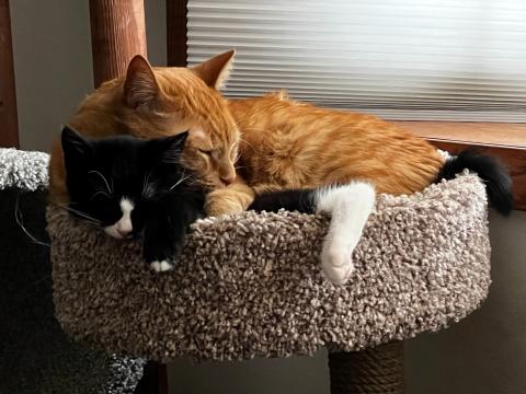 An orange cat snuggles with a black and white kitten on a cat tree