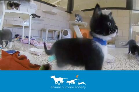Kitten Cam Livestream