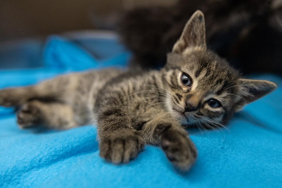 A young kitten on a blue blanket at AHS