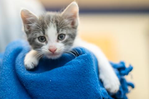 kitten being held in a blue blanket