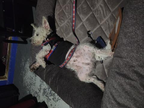 A white dog lays with their tummy exposed