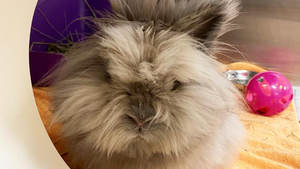 Lionhead bunny at Animal Humane Society