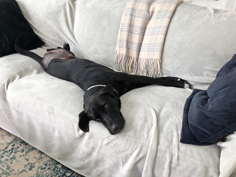 foster dog on couch