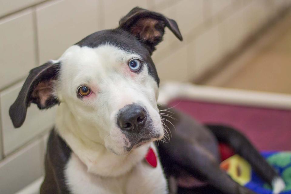 Dog in shelter