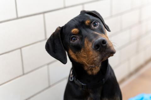 A brown and black dog with their head tilted