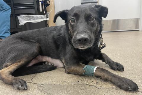 A dog gets a second chance at Animal Humane Society's Vet Centers
