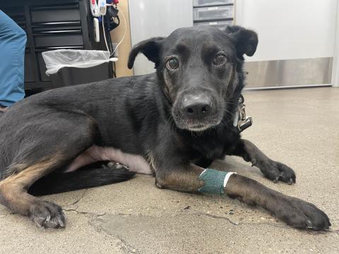 A dog gets a second chance at Animal Humane Society's Vet Centers