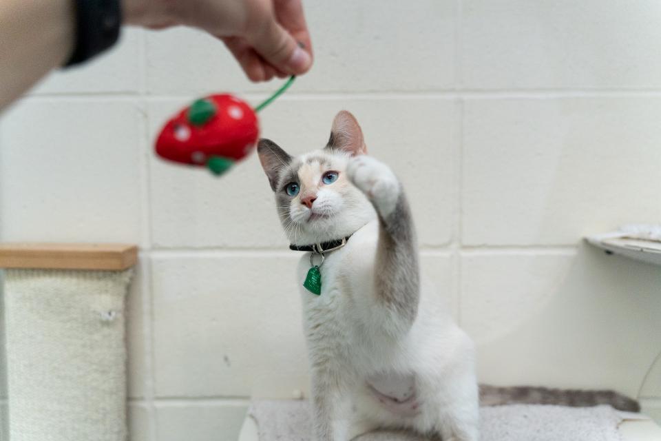 Cat batting a toy mouse