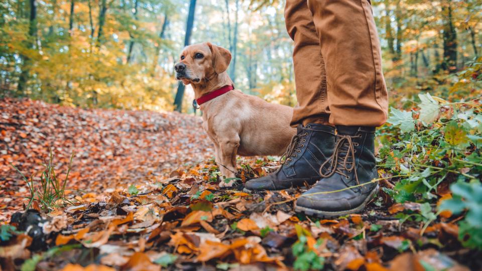 Man hiking with dog