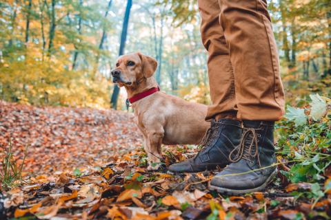 Man hiking with dog