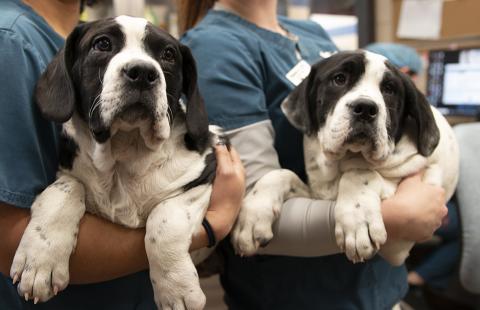 Mastiff Puppies