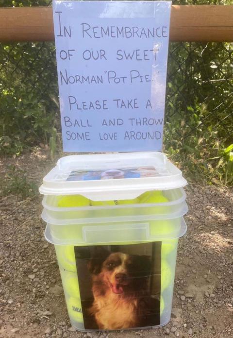 Bucket of tennis balls in memory of dog