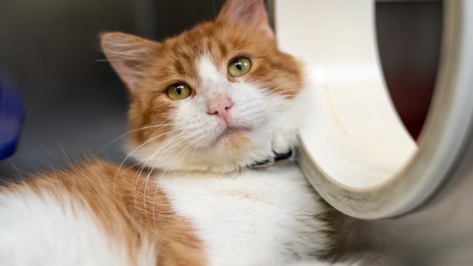 cat looking at camera