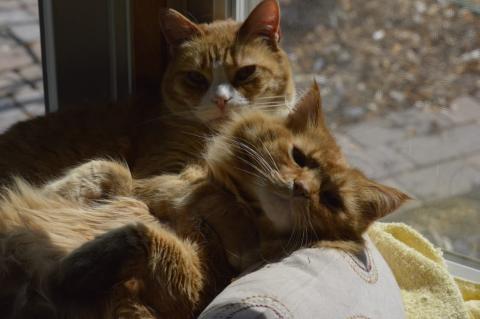 Two orange cats snuggle in front of a window