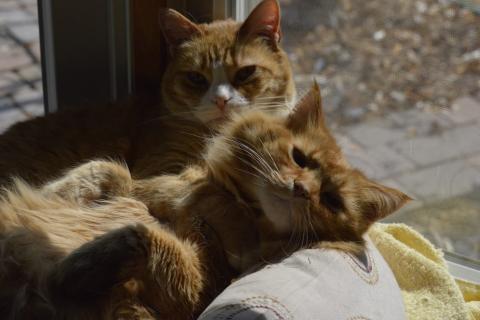 Two orange cats snuggle in front of a window