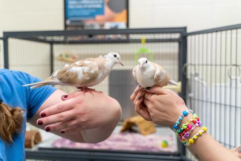 Two AHS staff members hold birds