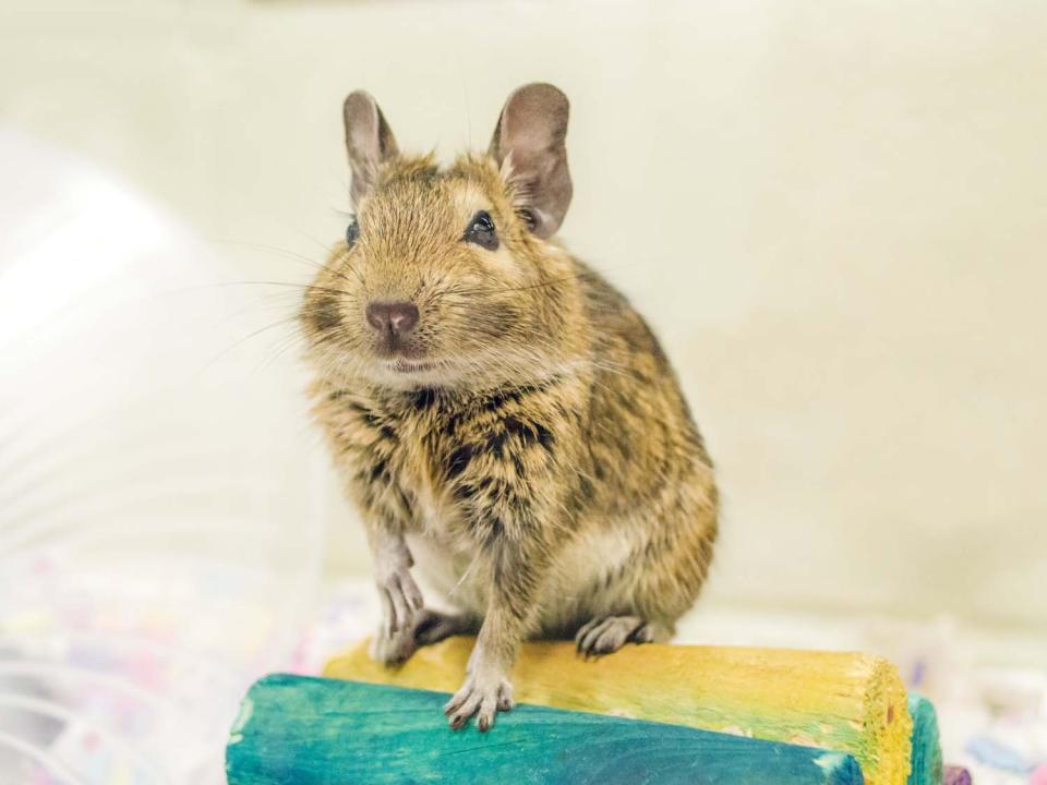 Degu