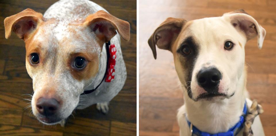NellieBellie dogs