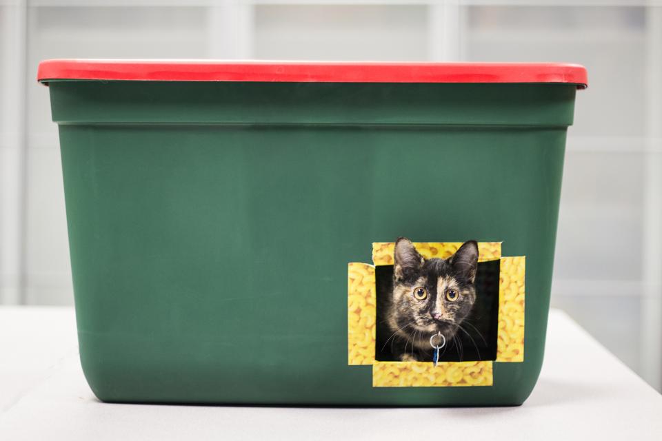Outdoor cat shelter