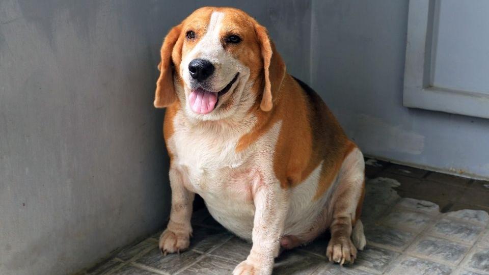 Overweight Beagle