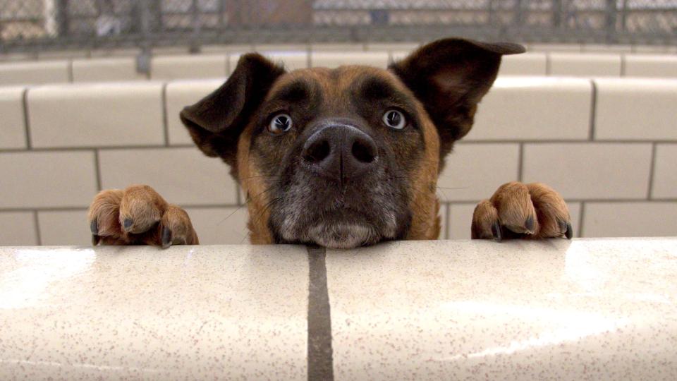 Dog looking over kennel wall