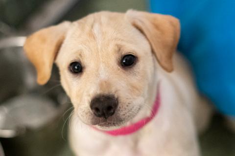 Passion Flower puppy