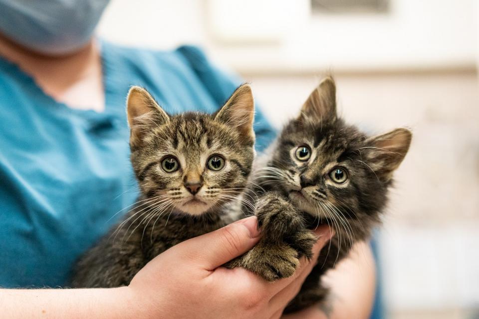 Kittens Peanut Butter and Chocolate Chip held by AHS staff