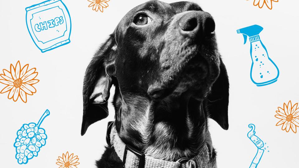 pet poison header photo