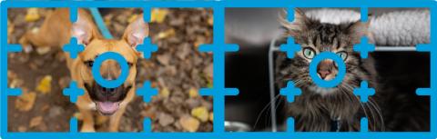 rule of thirds pet photography