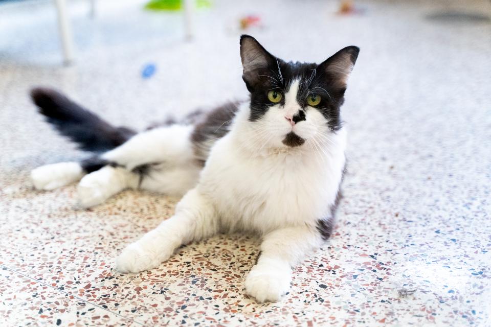 cat lying on floor