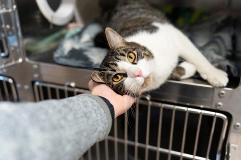 A happy cat looks into the camera while being pet