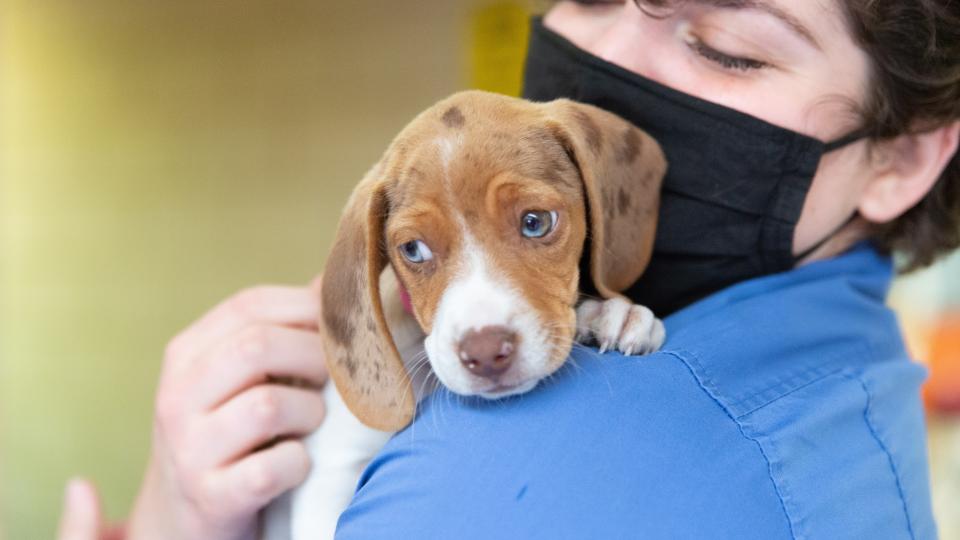Puppy with masked staff member