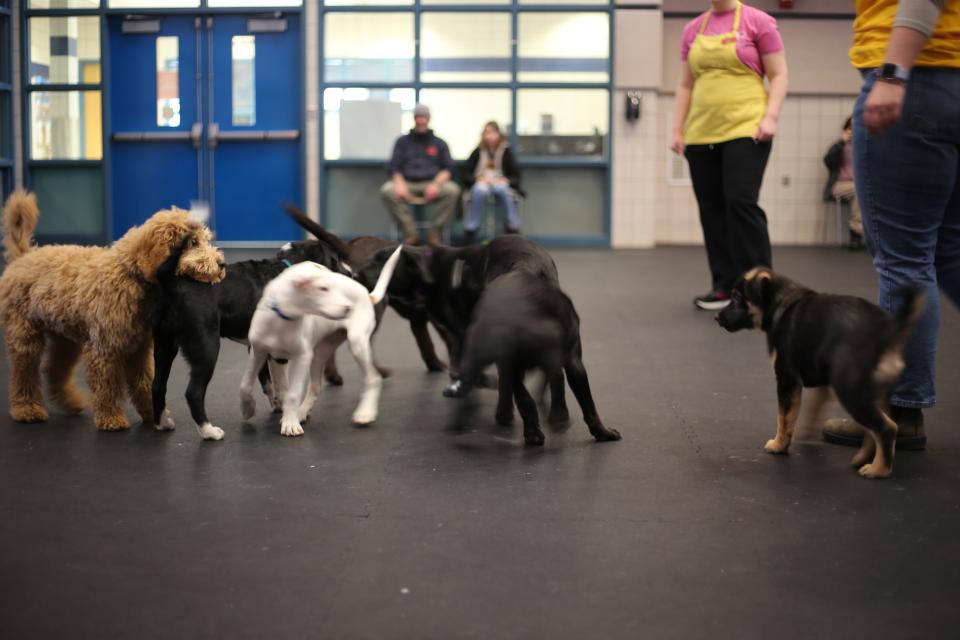 Puppy playgroup