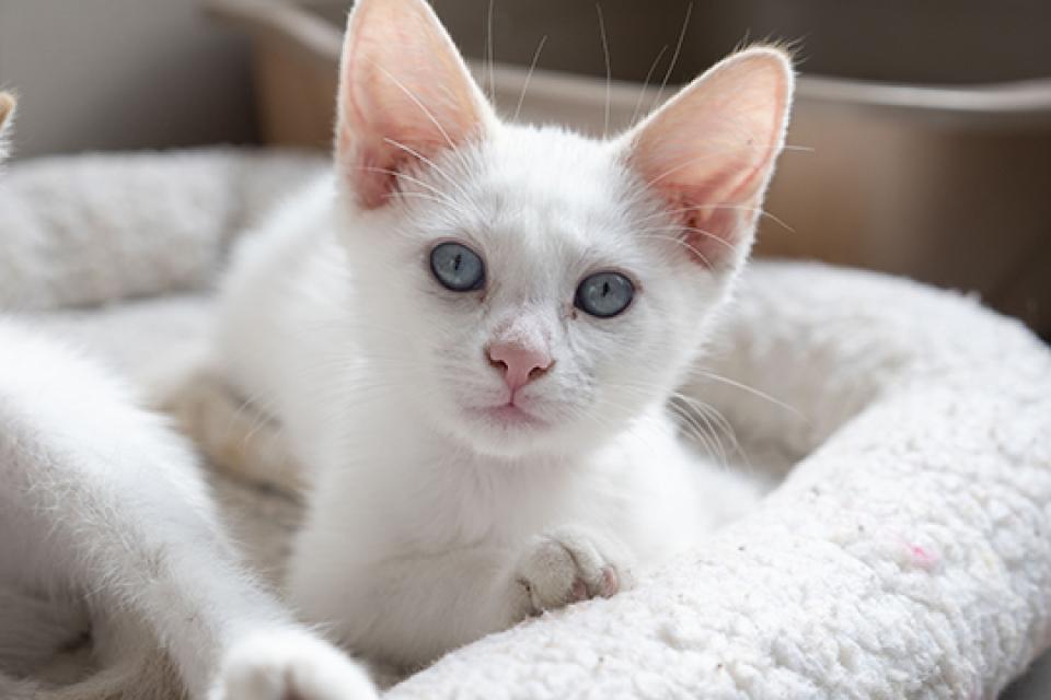 Purrnifer Lopez