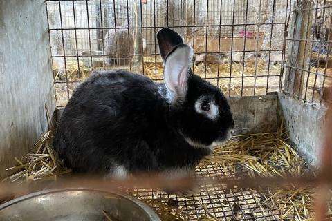 A black rabbit in a cage