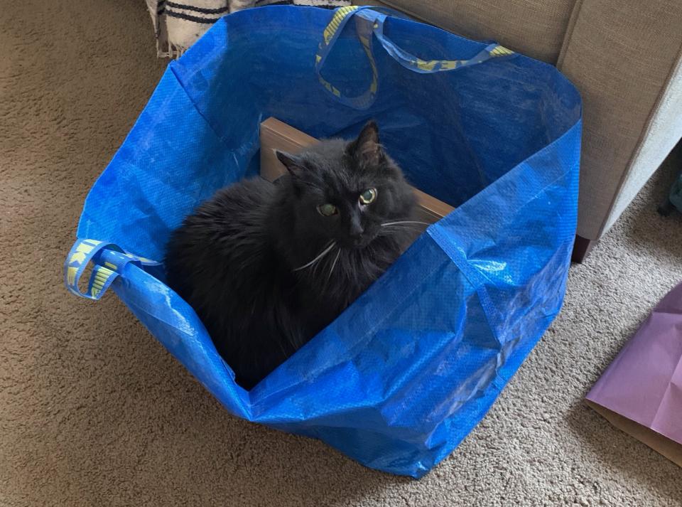 A black cat inside of an Ikea blue bag