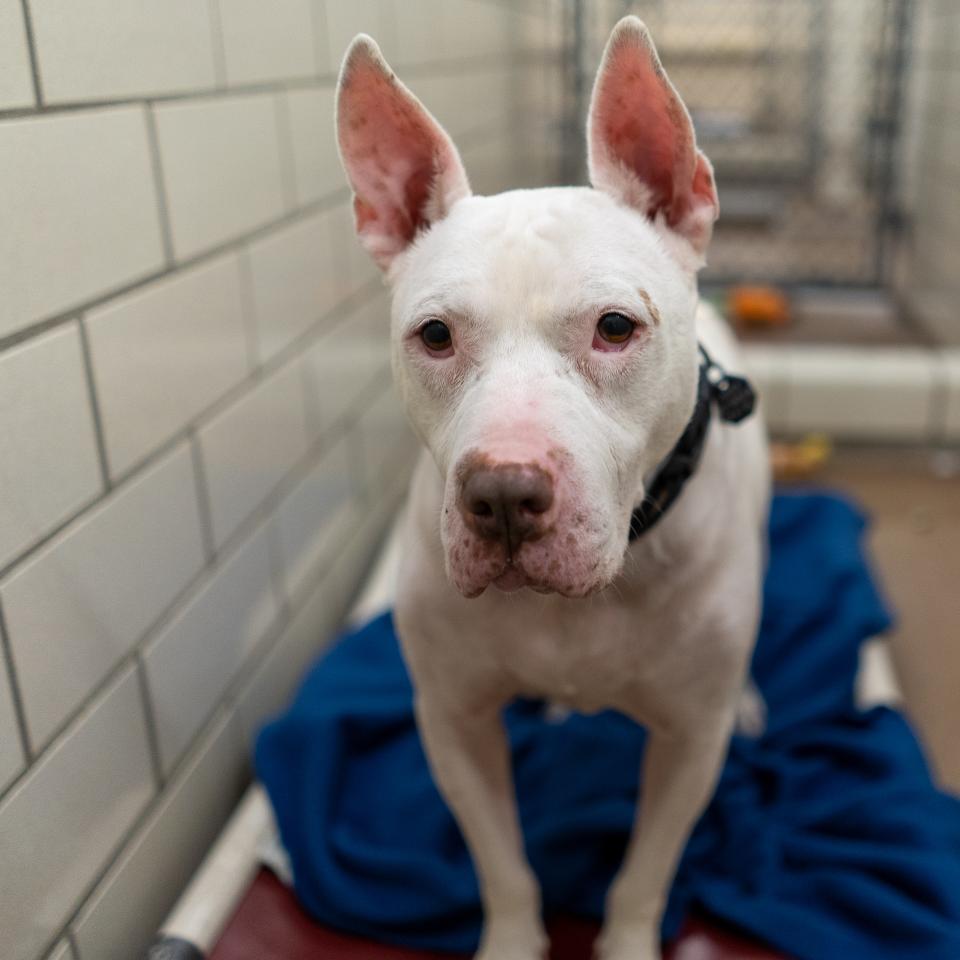 dog that is deaf standing in kennel