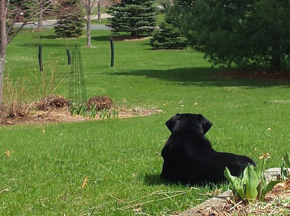 Rocky, in his yard