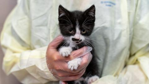 AHS employee in PPE holding a black and white kitten.