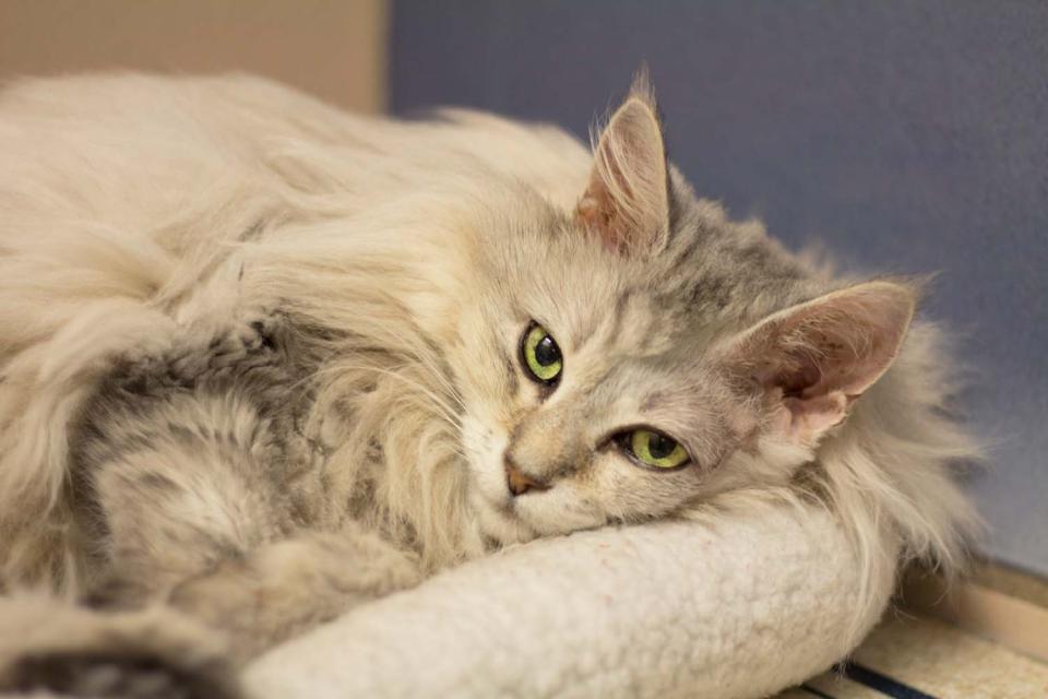 Cat enjoys lounging in it's bed