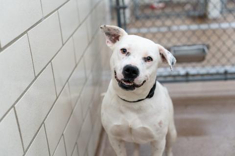 A white dog with black spots smiles at the camera
