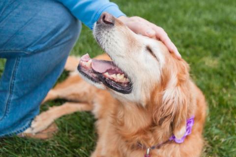 Senior dog in grass with owner