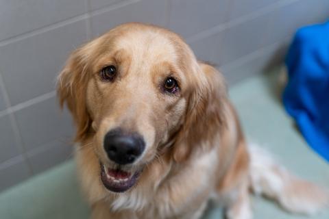 A golden retriever looks at the camera