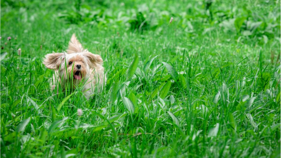 A small dog runs through tall grass