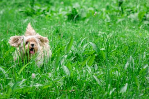 A small dog runs through tall grass