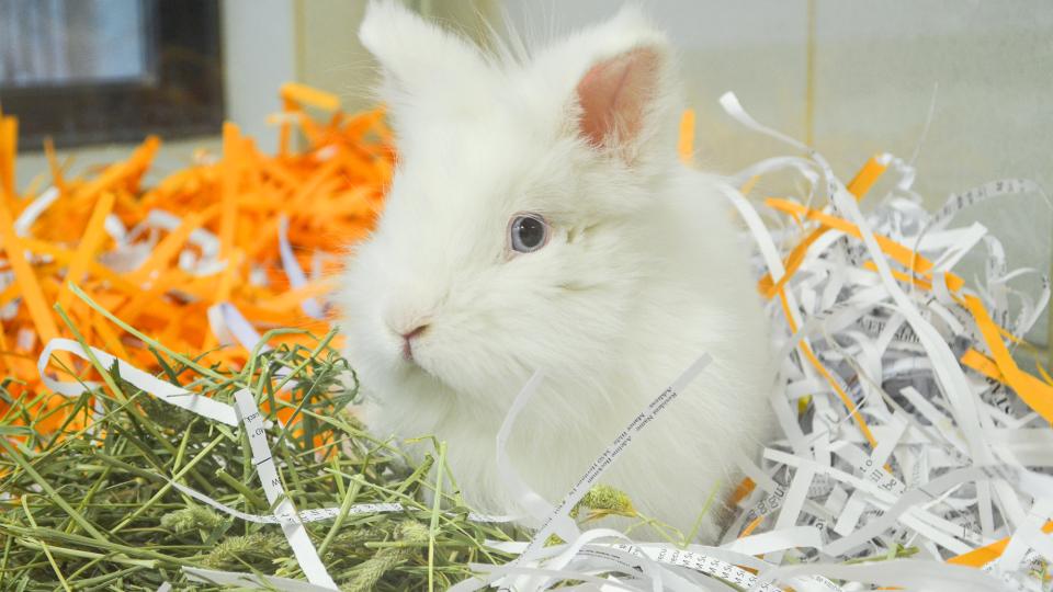 Bunny in shredded newspaper