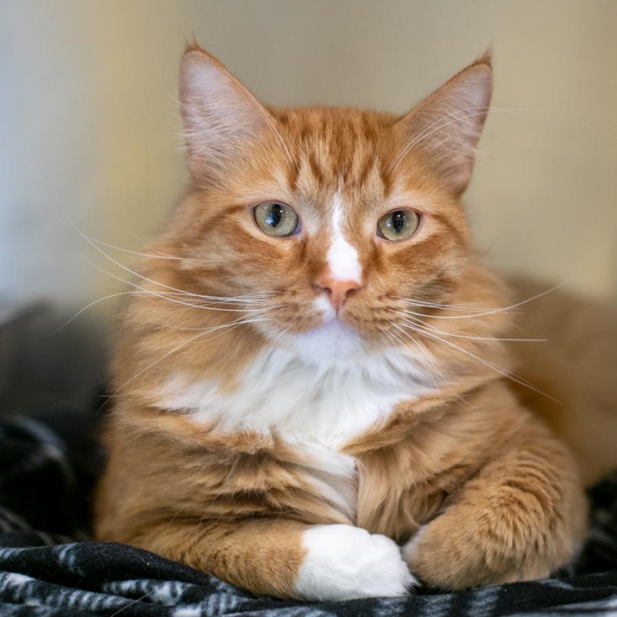 Orange cat at Animal Humane Society looking at the camera