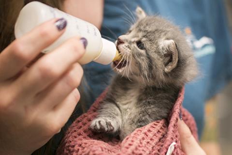 Bottle Baby