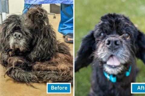 Gianni before and after care at AHS