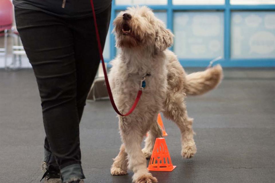 Dog in training